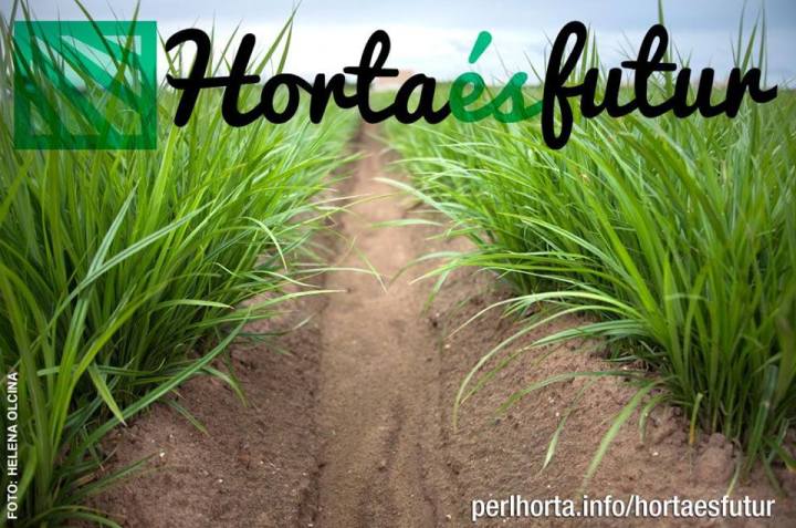 11175035_906082149433324_6368998426272839618_n